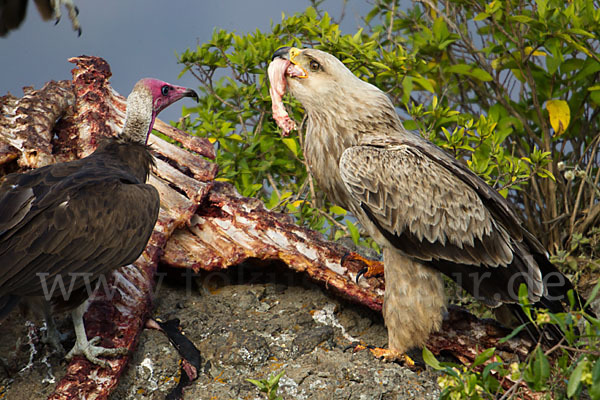 Kappengeier (Necrosyrtes monachus)