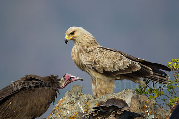 Kappengeier (Necrosyrtes monachus)