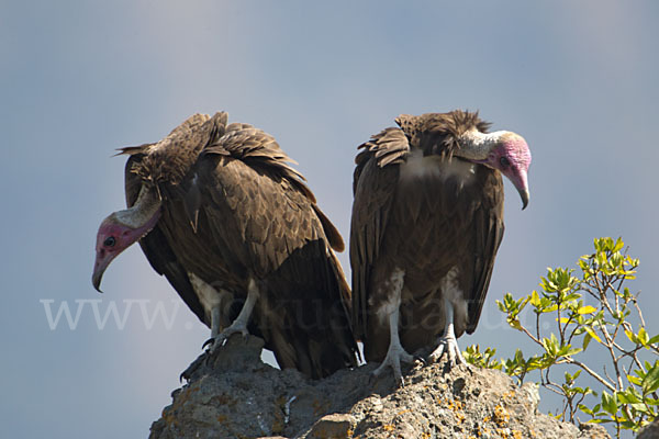 Kappengeier (Necrosyrtes monachus)