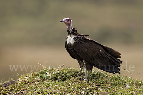 Kappengeier (Necrosyrtes monachus)