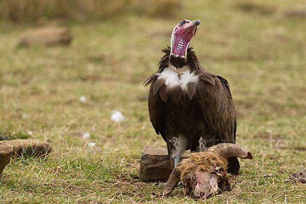 Kappengeier (Necrosyrtes monachus)