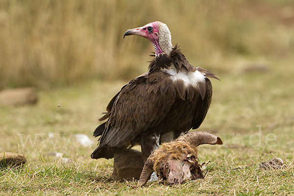 Kappengeier (Necrosyrtes monachus)