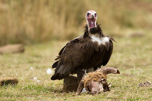 Kappengeier (Necrosyrtes monachus)