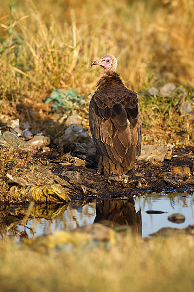 Kappengeier (Necrosyrtes monachus)