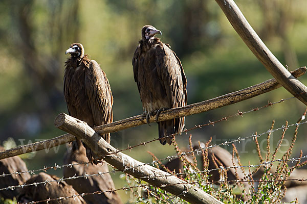 Kappengeier (Necrosyrtes monachus)