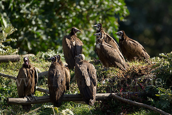 Kappengeier (Necrosyrtes monachus)
