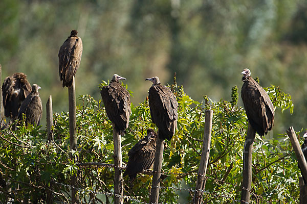 Kappengeier (Necrosyrtes monachus)