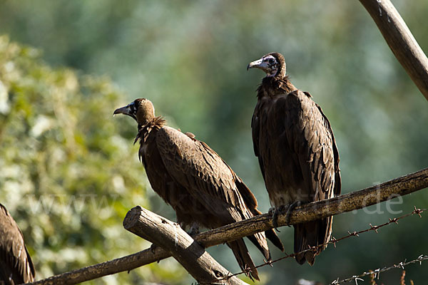 Kappengeier (Necrosyrtes monachus)