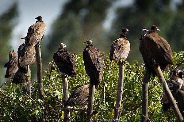 Kappengeier (Necrosyrtes monachus)