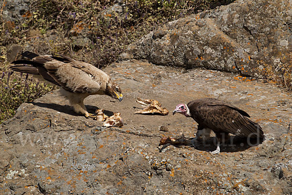 Kappengeier (Necrosyrtes monachus)