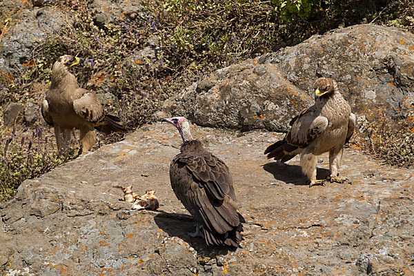 Kappengeier (Necrosyrtes monachus)