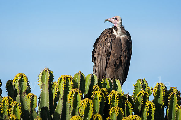 Kappengeier (Necrosyrtes monachus)