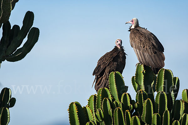 Kappengeier (Necrosyrtes monachus)