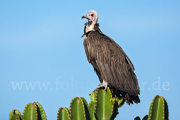 Kappengeier (Necrosyrtes monachus)