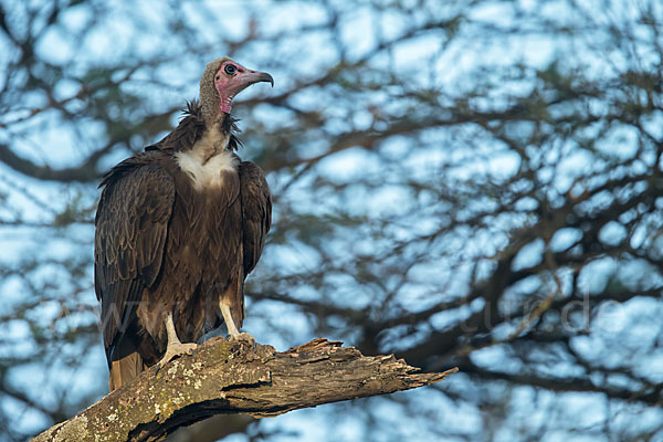 Kappengeier (Necrosyrtes monachus)