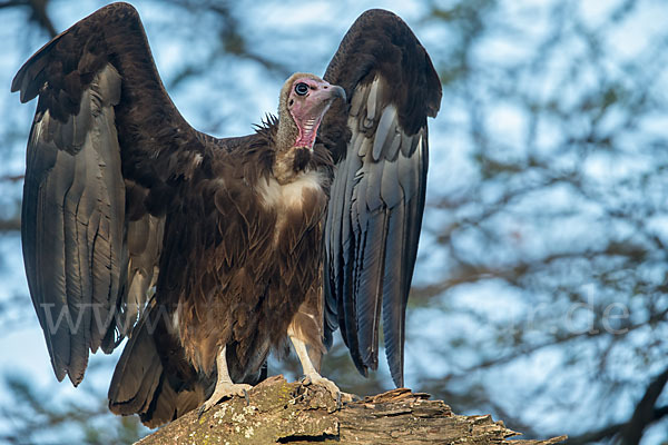 Kappengeier (Necrosyrtes monachus)