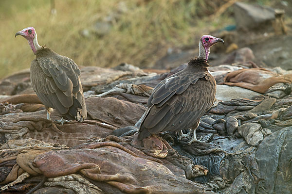 Kappengeier (Necrosyrtes monachus)