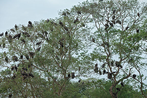 Kappengeier (Necrosyrtes monachus)