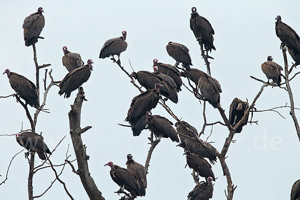 Kappengeier (Necrosyrtes monachus)