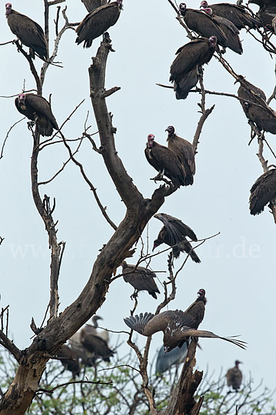 Kappengeier (Necrosyrtes monachus)