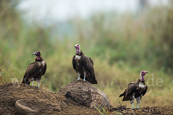 Kappengeier (Necrosyrtes monachus)