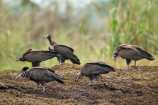 Kappengeier (Necrosyrtes monachus)