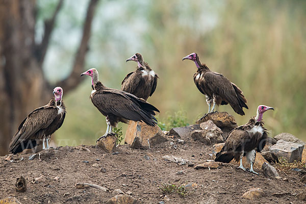 Kappengeier (Necrosyrtes monachus)