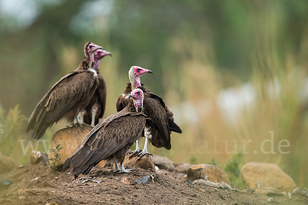 Kappengeier (Necrosyrtes monachus)