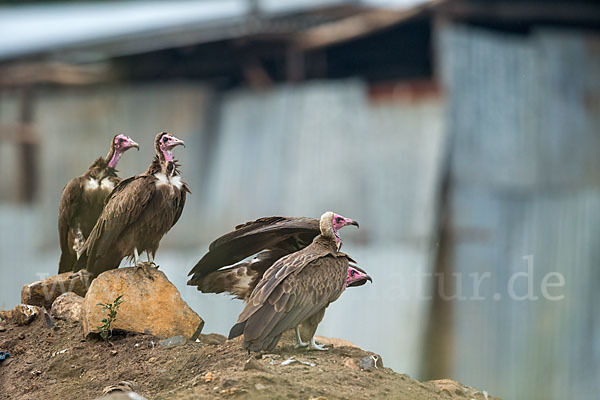 Kappengeier (Necrosyrtes monachus)