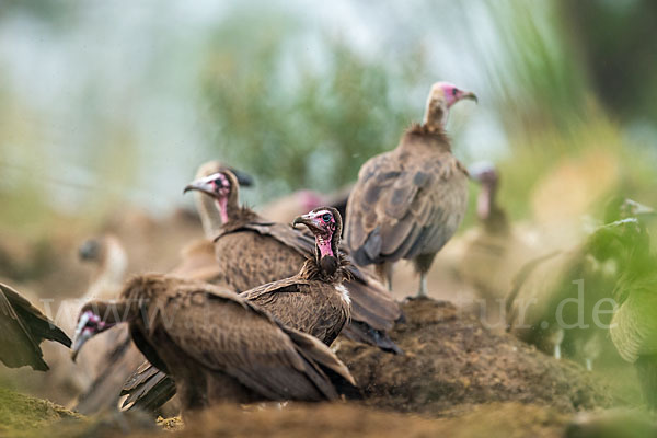 Kappengeier (Necrosyrtes monachus)