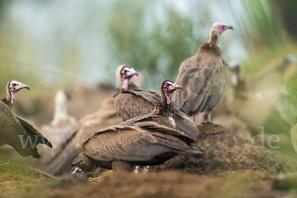 Kappengeier (Necrosyrtes monachus)