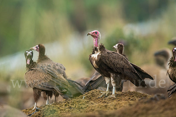 Kappengeier (Necrosyrtes monachus)