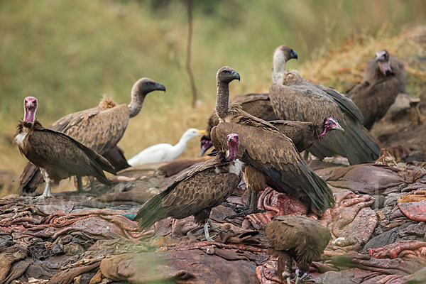 Kappengeier (Necrosyrtes monachus)