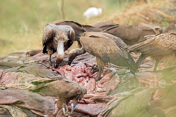 Kappengeier (Necrosyrtes monachus)