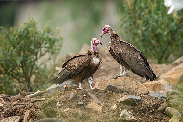 Kappengeier (Necrosyrtes monachus)