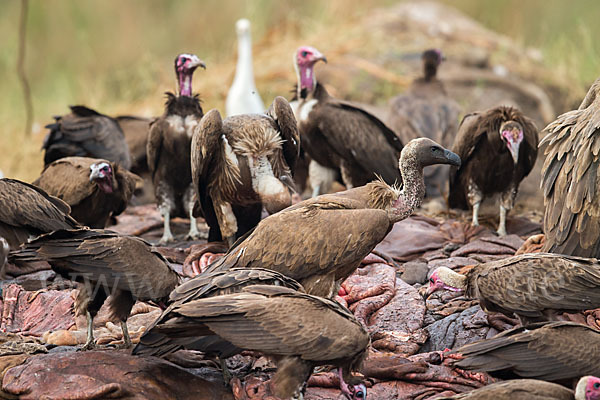 Kappengeier (Necrosyrtes monachus)