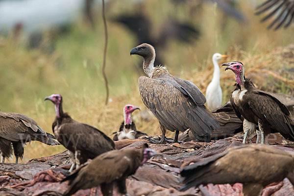 Kappengeier (Necrosyrtes monachus)