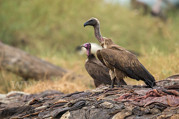 Kappengeier (Necrosyrtes monachus)