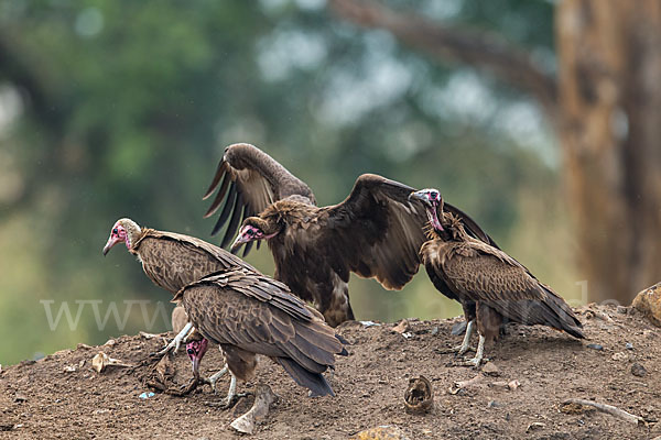 Kappengeier (Necrosyrtes monachus)