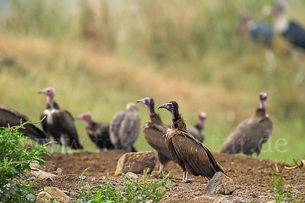 Kappengeier (Necrosyrtes monachus)