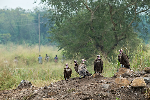 Kappengeier (Necrosyrtes monachus)