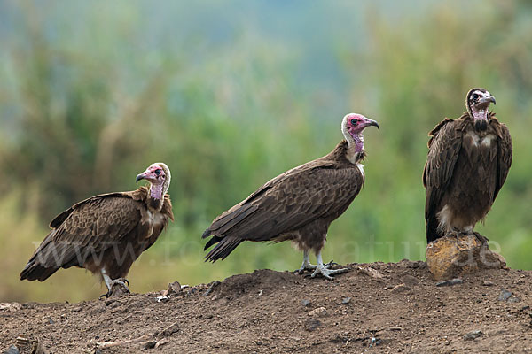 Kappengeier (Necrosyrtes monachus)