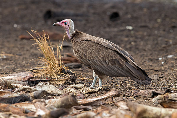 Kappengeier (Necrosyrtes monachus)