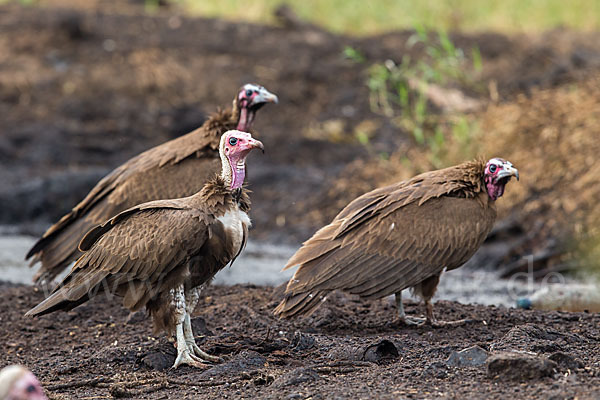 Kappengeier (Necrosyrtes monachus)