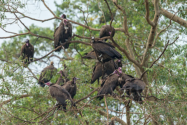 Kappengeier (Necrosyrtes monachus)