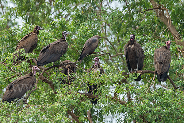 Kappengeier (Necrosyrtes monachus)