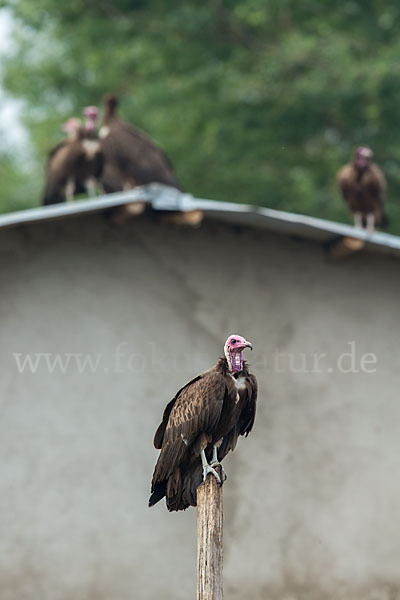 Kappengeier (Necrosyrtes monachus)