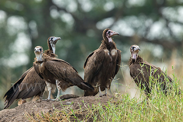 Kappengeier (Necrosyrtes monachus)