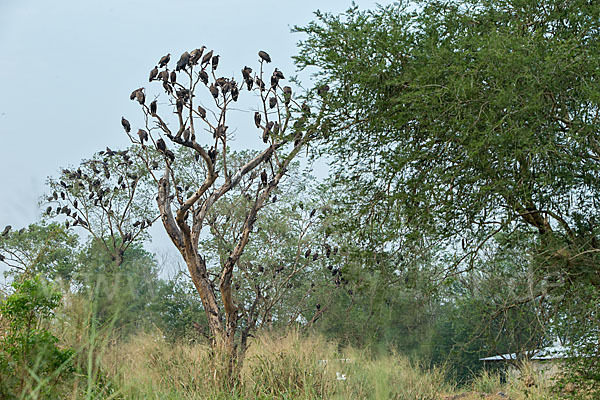 Kappengeier (Necrosyrtes monachus)