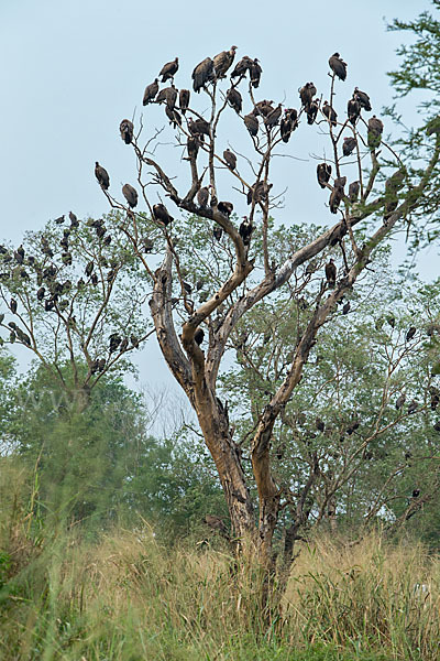 Kappengeier (Necrosyrtes monachus)